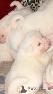 Фото №2 к объявлению №161339 о продаже японского шпица - купить в Германии 