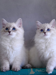 Фото №1. сибирская - купить в Norrköping за договорная. Объявление №167096