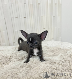 Фото №2 к объявлению №167335 о продаже беспородную - купить в США заводчик