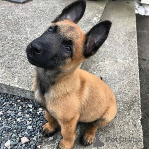 Фото №1. бельгийская овчарка - купить в Хороший за договорная. Объявление №165303