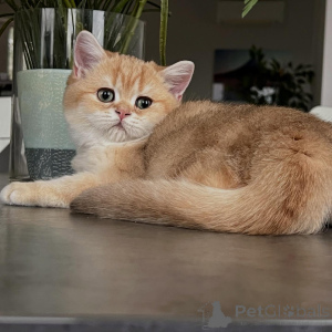 Фото №4. Продам шиншиллу кошку в Берлине заводчик - цена договорная