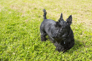 Скотч-терьер (Scottish Terrier)