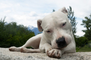 Аргентинский дог (Dogo Argentino)