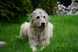 Ирландский волкодав (Irish Wolfhound)