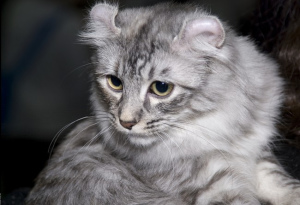 Американский Кёрл (American curl)