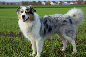 Австралийская овчарка (Australian Shepherd)