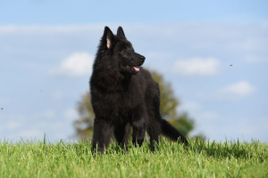 Бельгийская овчарка (Belgian Shepherd)