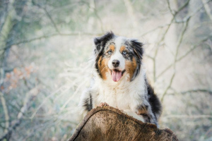 Австралийская овчарка (Australian Shepherd)