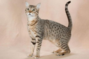 Египетская мау (Egyptian Mau)