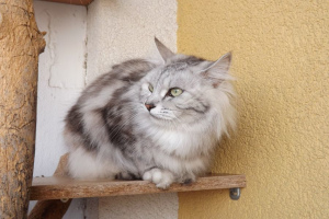 Курильский бобтейл (Kurilian Bobtail)