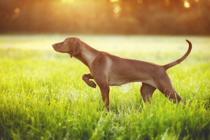 Венгерская выжла (Vizsla)