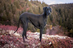 Немецкий дог (Great Dane)