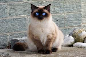 Балинезийская кошка (Balinese cat)