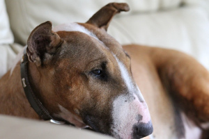 Бультерьер (Bull terrier)