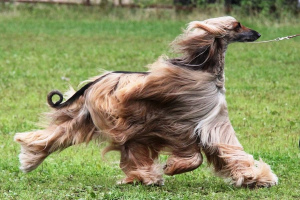Афганская борзая (Afghan Hound)