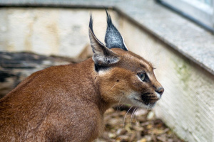 Каракал (Caracal)