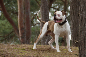 Американский бульдог (American Bulldog)