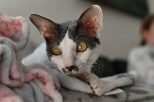 Корниш-рекс (Cornish Rex)