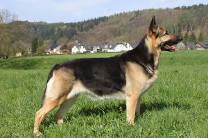 Восточноевропейская овчарка (East-European Shepherd)