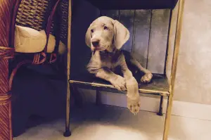 Дополнительные фото: Щенки Веймаранера