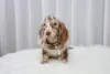 Фото №1. такса - купить в Вашингтон за 58414₽. Объявление №177680
