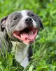 Фото №3. Голубая красавица с потрясающим сердечком щенком стаффордширского бультерьера.  Франция