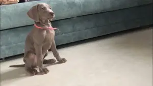 Дополнительные фото: Щенки Веймаранера