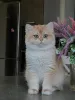 Фото №3. Котята шиншиллы самые гламурные кошки, которых можно привезти домой. Германия