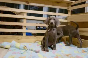 Дополнительные фото: Щенки Веймаранера