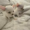 Дополнительные фото: ЭКСТРА маленькие щенки чихуахуа