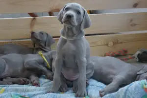 Фото №1. веймаранер - купить в Минске за 36466₽. Объявление №4126