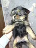 Дополнительные фото: Чистокровные щенки Йокрширского Терьера. 