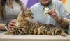 Дополнительные фото: Бенгальский кот вязка