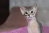 Дополнительные фото: Абиссинские котята, разного окраса