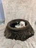 Дополнительные фото: Щенки померанского шпица высшего качества.
