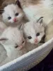 Дополнительные фото: Продаются элегантные котята рэгдолл Нежные сердечки и красивые голубые глаза