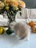 Фото №3. Чистокровный золотисто-кремовый британский короткошерстный котенок с. Нидерланды