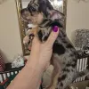 Дополнительные фото: ЭКСТРА маленькие щенки чихуахуа