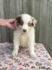 Фото №3. Миниатюрный щенок австралийского пастушка te koop.  Нидерланды