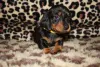 Фото №3. healthy Daschunds puppies resdy for a new home...viber me at.639463422605.  Филиппины