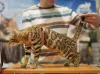 Дополнительные фото: Бенгальский кот вязка