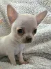 Фото №4. Продажа чихуахуа в Зренджанин заводчик - цена договорная
