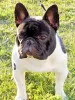 Фото №3. Открыт для Stud один из лучших французских бульдогов в Европе в  Чехии. Объявление №147244