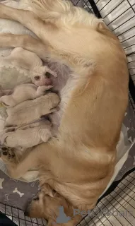 Дополнительные фото: Продаются щенки лилового мерля и лилового чау-чау.