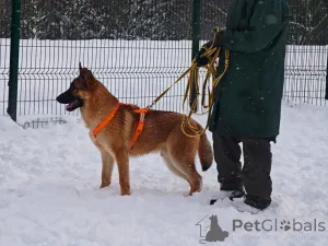Дополнительные фото: Микки ищет дом!
