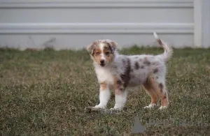 Фото №3. Вундершёнская австралийская овчарка Welpen suchen einliebevolles Zuhause.  Австрия