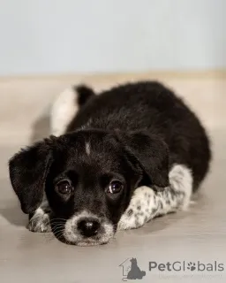 Фото №4. Продажа беспородную в Москве реке частное объявление - цена Бесплатно