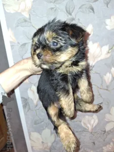 Дополнительные фото: Чистокровные щенки Йокрширского Терьера. 