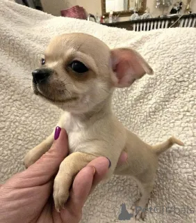 Фото №3. ЭКСТРА маленькие щенки чихуахуа.  Сербия