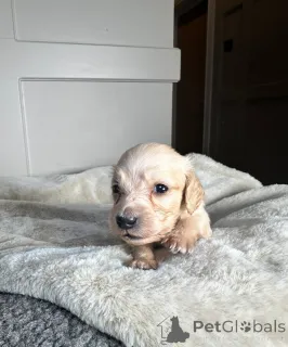 Дополнительные фото: Прозрачные кремовые миниатюрные таксы